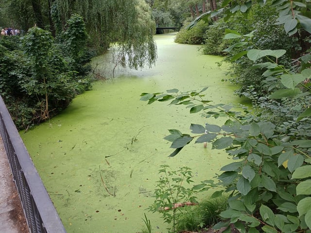 Vodní plocha pokrytá souvislým zeleným povlakem řas mezi hustou vegetací.